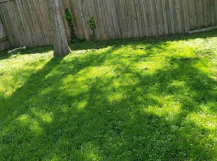 Abigail C.'s lawn care services service result