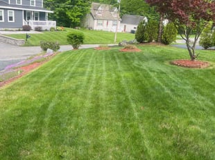 Anitria T.'s turf care service result