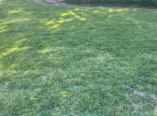 Christine S.'s grass cutting service result
