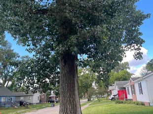 Sandra G.'s lawn maintenance service result