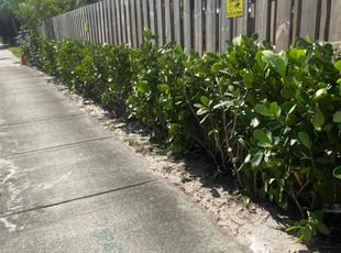 Linda C.'s Bush Trimming service result
