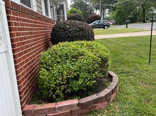 Godwin O.'s Bush Trimming service result