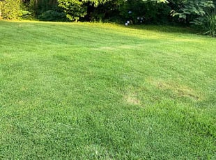 Mark L.'s grass cutting service result