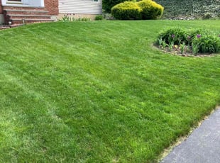 Paul D.'s lawn service service result