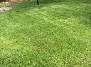 Tomilia G.'s lawn care service result