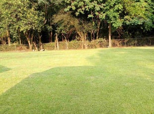 Lauranne B.'s Weed Pulling service result