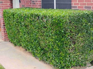 Jon M.'s grass maintenance service result