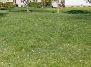 Joseph F.'s turf maintenance service result