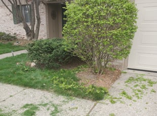 Pia C.'s Bush Trimming service result