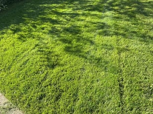 Wanda R.'s lawn care service result