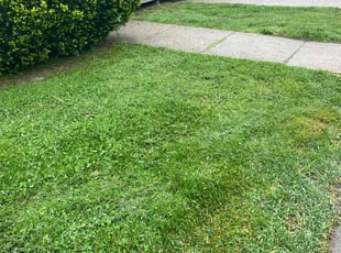 Aurora V.'s lawn care service result