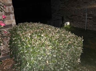 Antia H.'s grass cutting service result