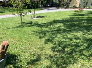 Marshay T.'s lawn maintenance service result