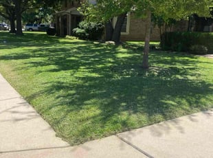 Lisa G.'s turf care service result