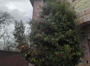 Carla B.'s Bush Trimming service result