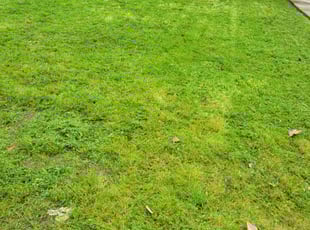 Helen N.'s grass maintenance service result