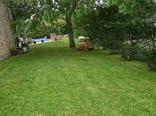 Saba W.'s grass maintenance service result