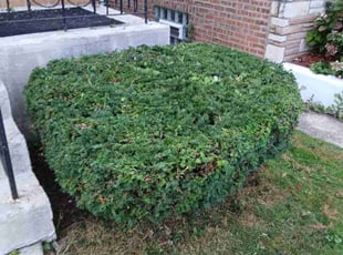 Sheena Y.'s Bush Trimming service result