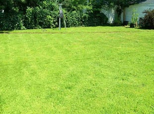 Ruth R.'s lawn care service result