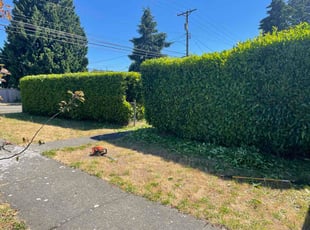 Nancy D.'s Bush Trimming service result
