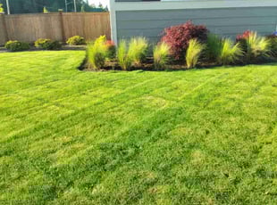 Kathy P.'s lawn care service result