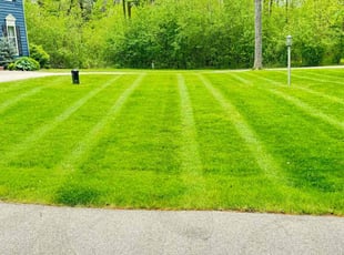 Jodi L.'s turf maintenance service result