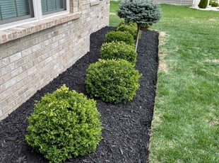 Scott S.'s Mulching service result