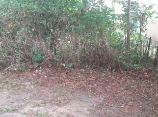 Kyna G.'s Bush Trimming service result