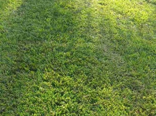 Cynthia T.'s turf maintenance service result