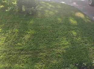 Jonathan S.'s lawn care services service result