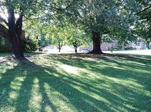 Lisa B.'s lawn care service result