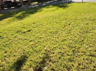 Diane C.'s grass maintenance service result