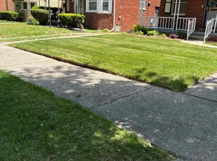 Alex S.'s lawn care service result