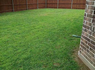 Anthony M.'s turf care service result