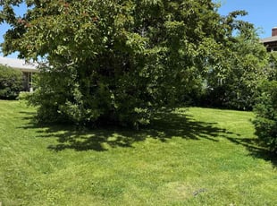 Joyce G.'s lawn service service result