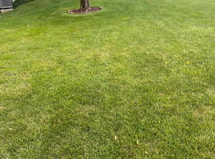 Sonya P.'s grass maintenance service result