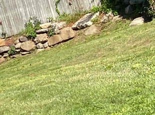 Robson S.'s grass maintenance service result