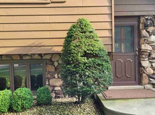 Thomas D.'s Bush Trimming service result