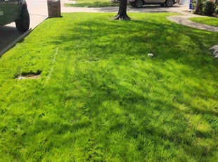 Yolanda P.'s lawn care services service result