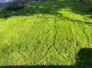Jack D.'s lawn care service result