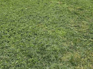 Tim R.'s lawn care service result