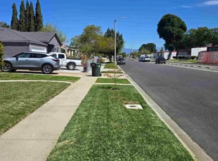 Marion W.'s turf care service result