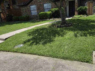 Lelita T.'s turf care service result