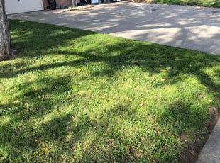 Anthony G.'s grass maintenance service result
