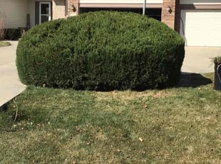 Mark J.'s turf care service result