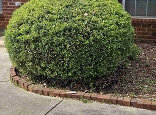 Brandon D.'s Bush Trimming service result