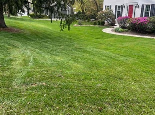 Jerlin B.'s lawn care service result