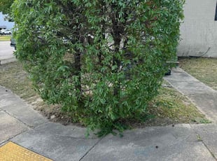 Melanie W.'s Bush Trimming service result