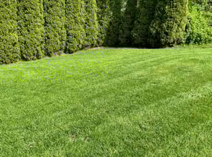 Leslie M.'s grass maintenance service result