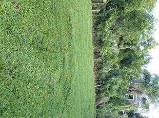 Raymond P.'s grass maintenance service result